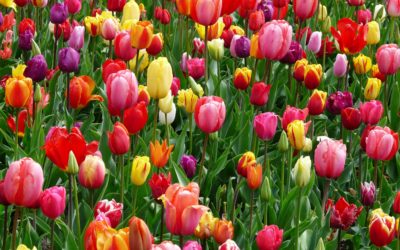 Quelques bonnes raisons de se réjouir du printemps