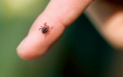 Qui connaît vraiment la borréliose (ou maladie de Lyme)?